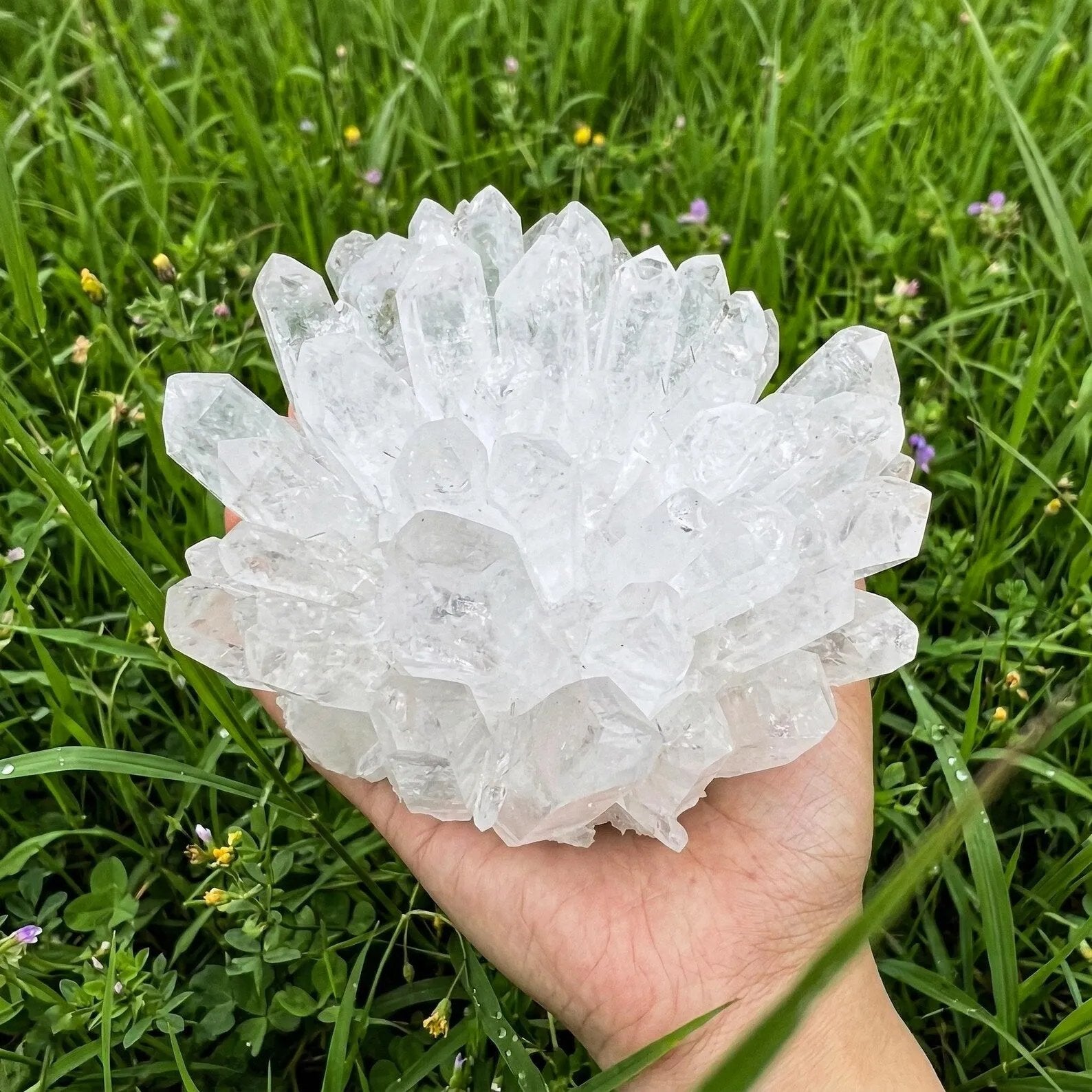 Large clear quartz crystal cluster natural decor specimen held in hand with green grass background