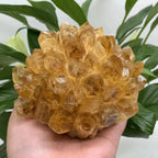 Natural raw citrine quartz crystal cluster held in hand showing golden yellow crystals